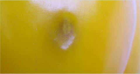 First sign of Fusarium internal fruit rot: a small, brown water-soaked lesion
